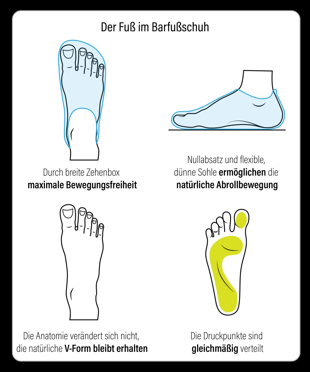 Barfussschuhe-Anatomie-Fuss